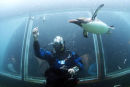 PENGUIN DIVING 10